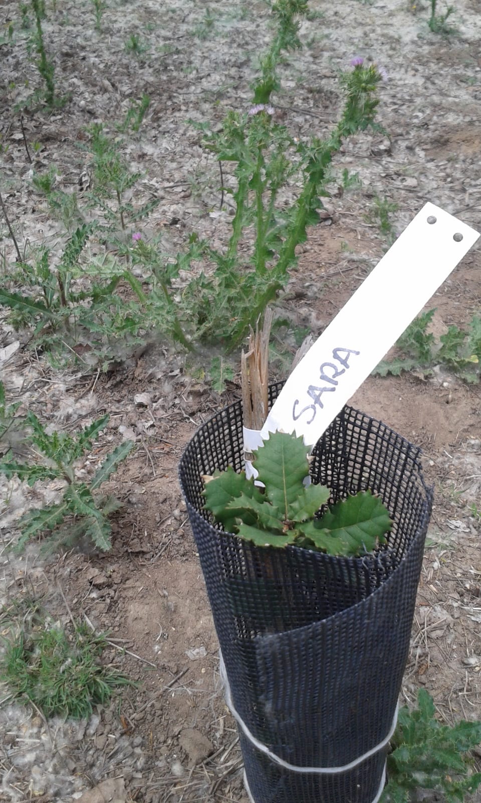 Árboles en La Chopera