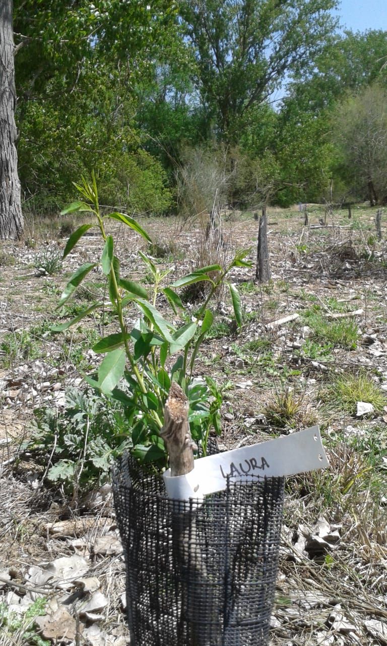 Árboles en La Chopera