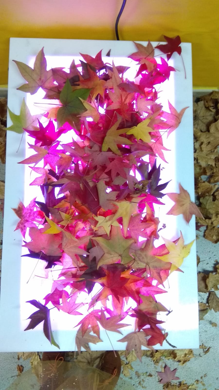 fIESTA DE oTOÑO cnv