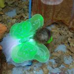 fIESTA DE oTOÑO cnv