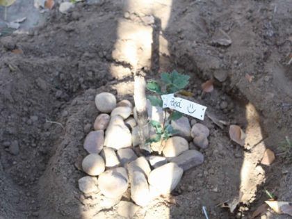 Plantando mi propio árbol