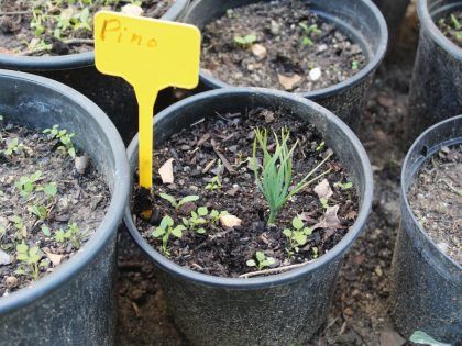 Pino Plantando mi propio árbol