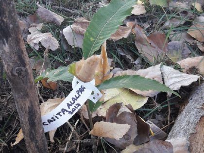 Casita Niños Alalpardo Plantando Árboles
