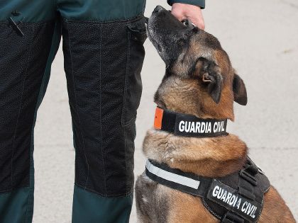 Servicio Cinológico de la Guardia Civil